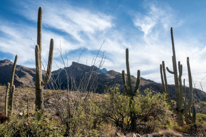 Saguaros and cholla shot on Sony A6500