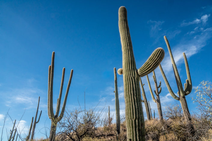 Tucson saguaros shot on Sony A6500