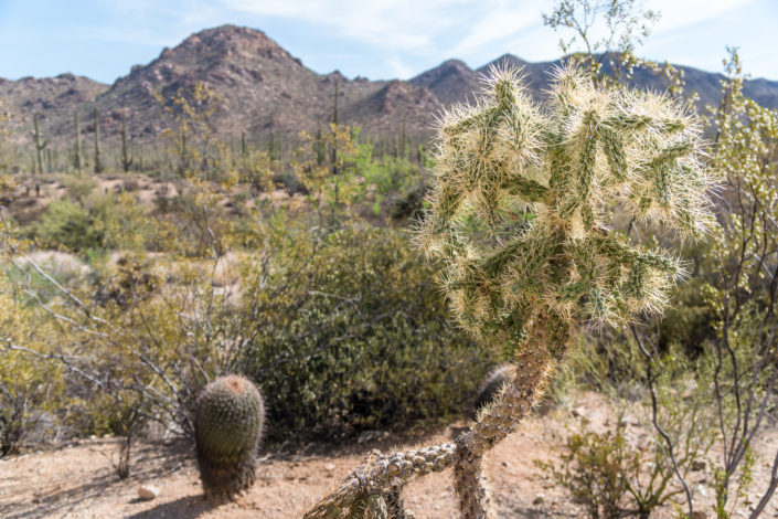 Teddy bear cholla and mountains shot on Sony A6500