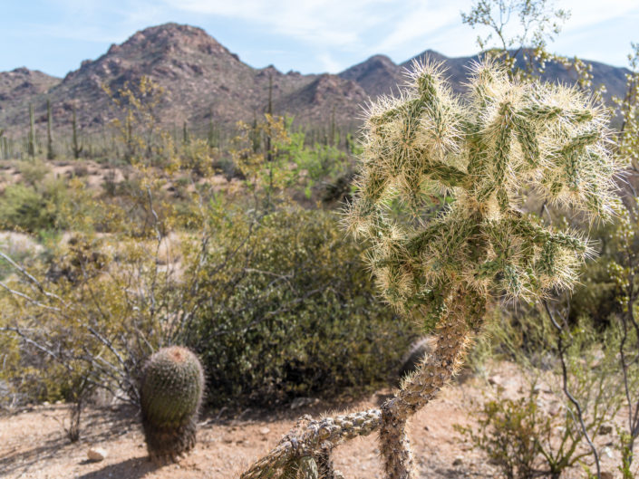 Desert Landscapes