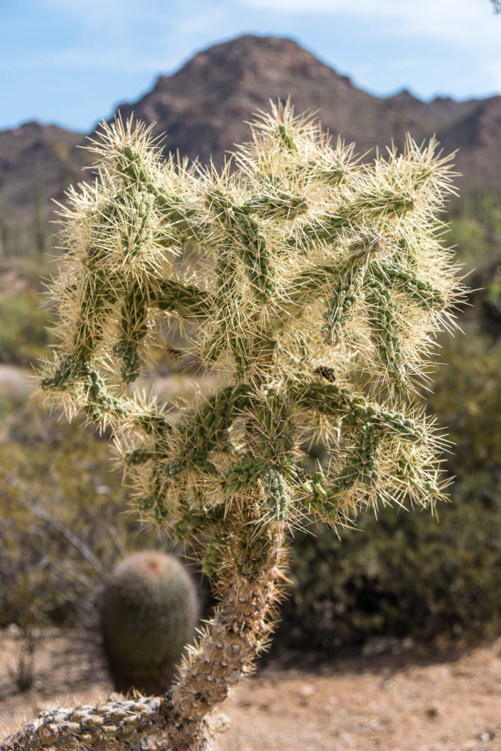 Teddy bear cholla shot on Sony A6500