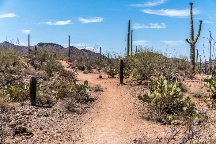 Saguaro national park shot on Sony A6500